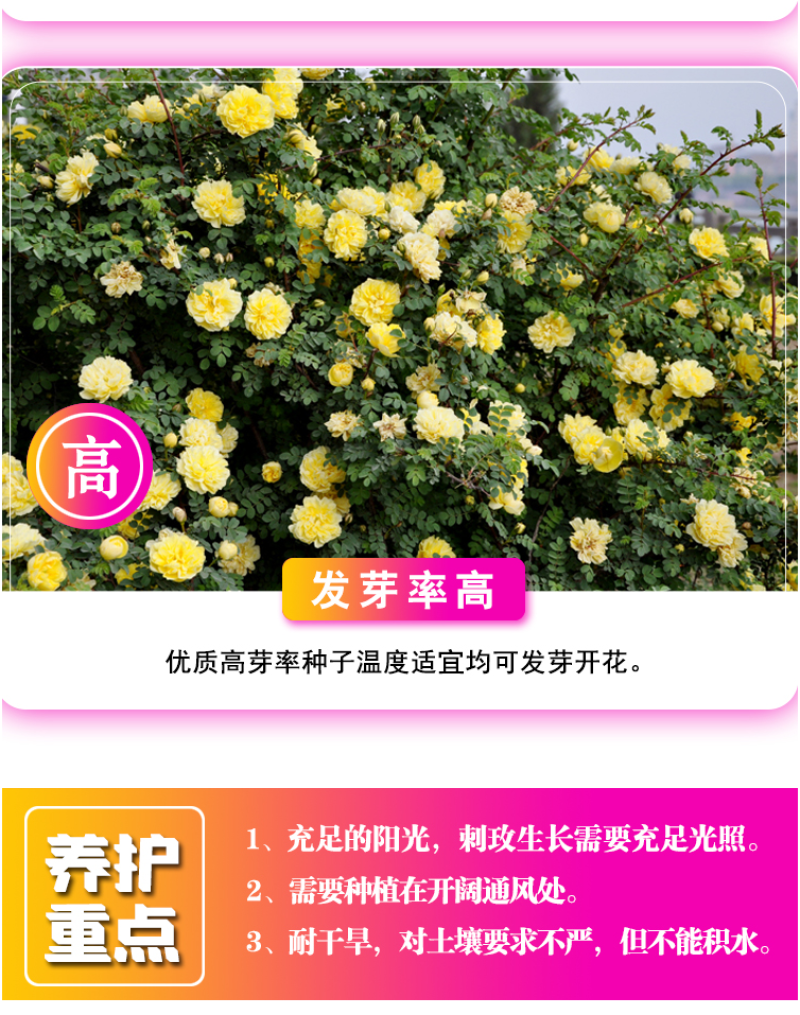 玫瑰花种子四季开花易活花种籽子室内盆栽室外庭院绿植物鲜花