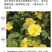 玫瑰花种子四季开花易活花种籽子室内盆栽室外庭院绿植物鲜花
