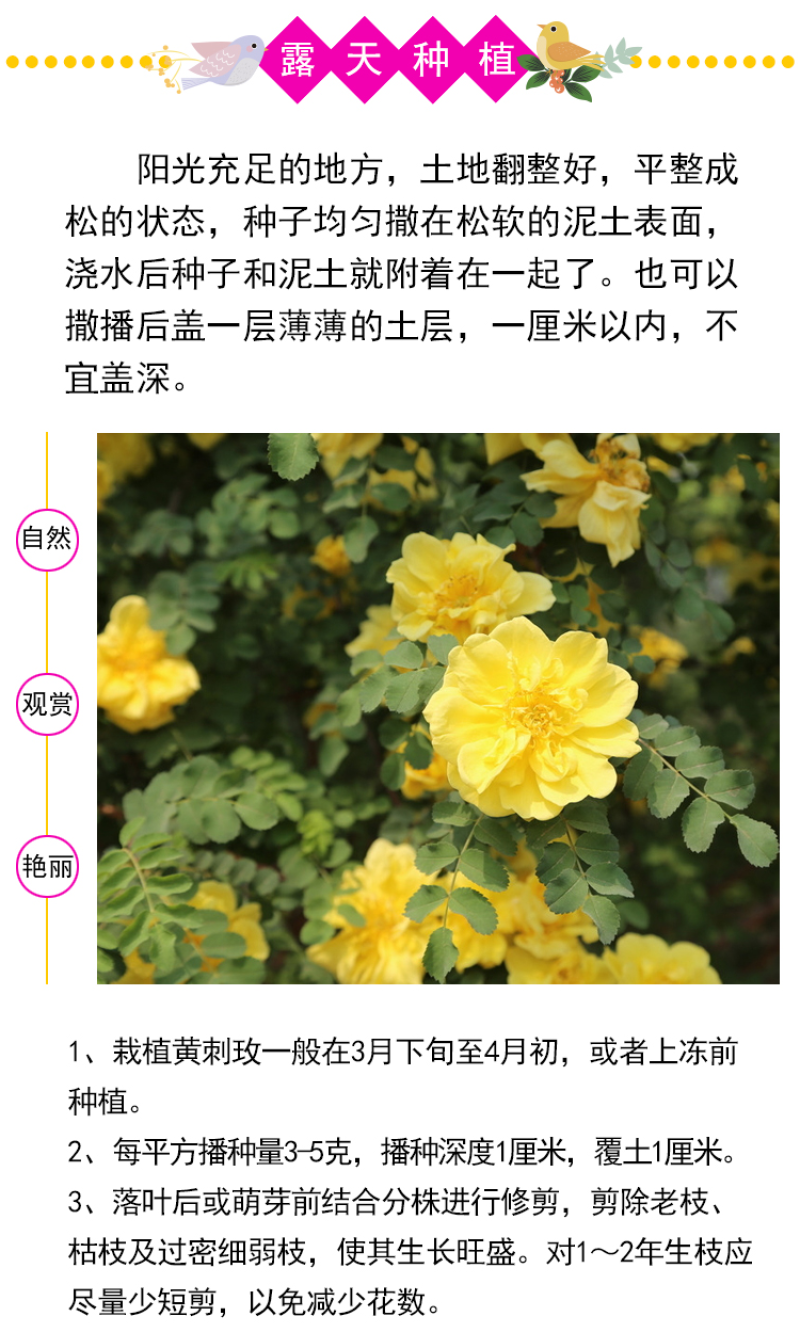 玫瑰花种子四季开花易活花种籽子室内盆栽室外庭院绿植物鲜花