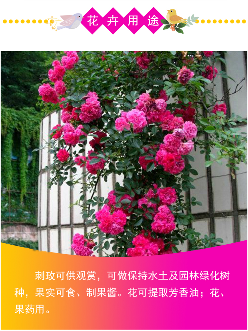玫瑰花种子四季开花易活花种籽子室内盆栽室外庭院绿植物鲜花