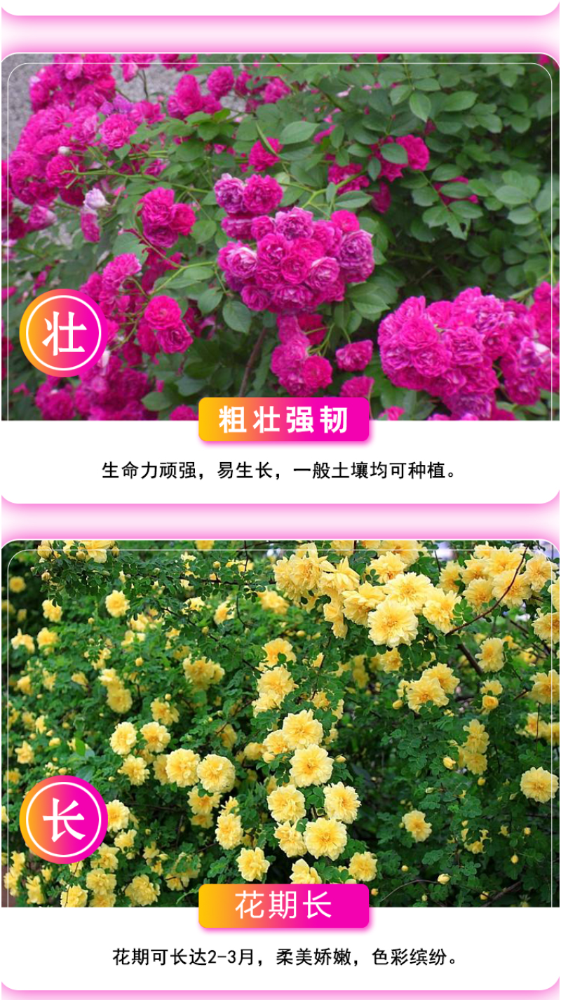 玫瑰花种子四季开花易活花种籽子室内盆栽室外庭院绿植物鲜花