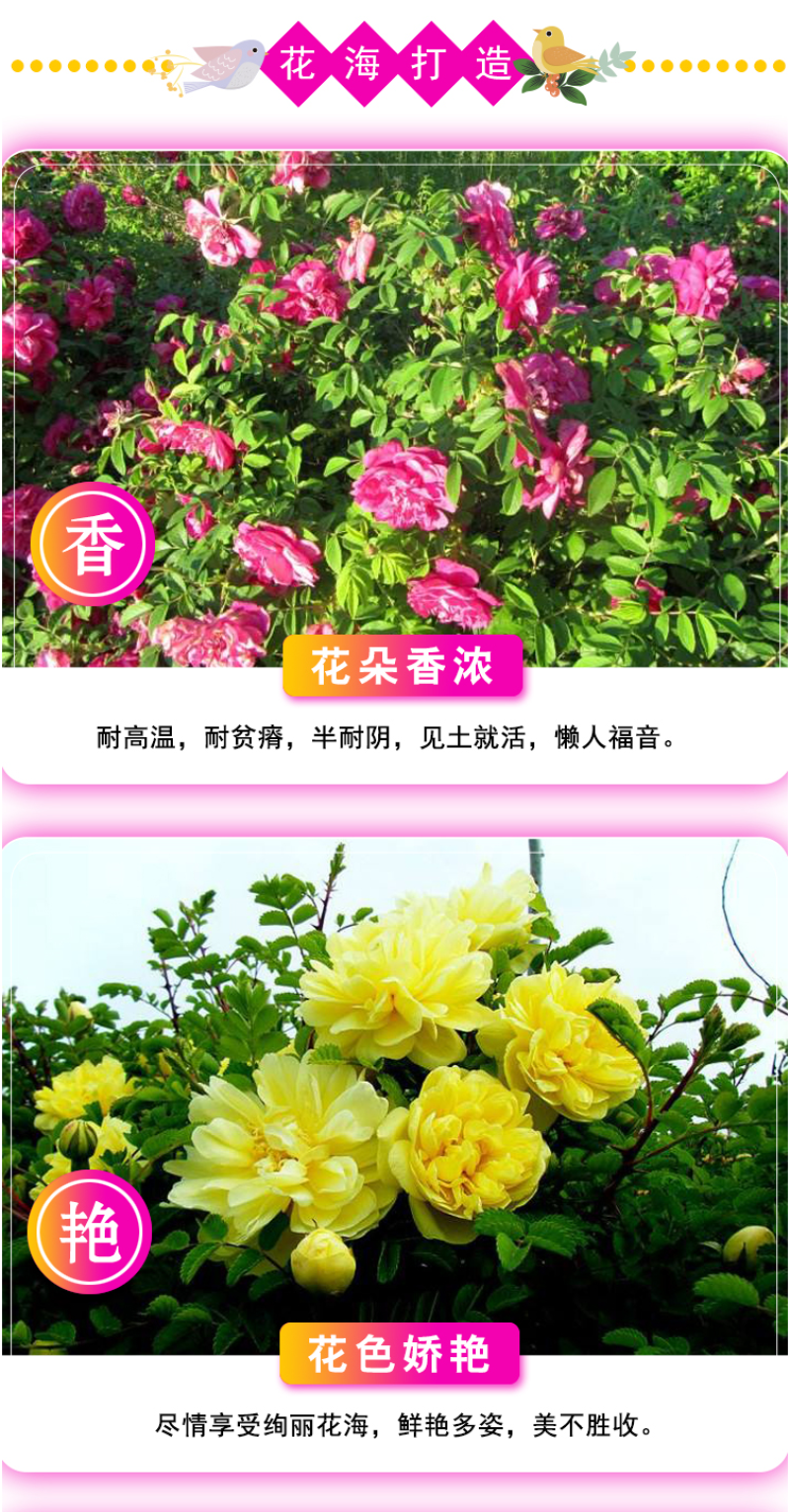 玫瑰花种子四季开花易活花种籽子室内盆栽室外庭院绿植物鲜花