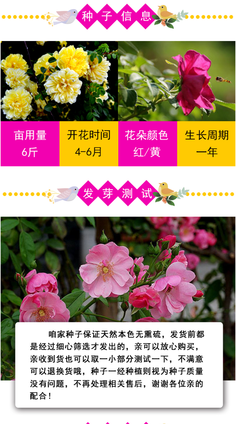 玫瑰花种子四季开花易活花种籽子室内盆栽室外庭院绿植物鲜花