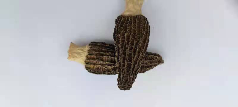 左侧为干燥的羊肚菌整朵,呈深棕色蜂窝状结构;右侧为已泡发的羊肚菌,体积膨胀明显,质地柔软但仍保持完整性,背景为白色瓷盘,突出对比效果 羊肚菌干品与泡发对比图