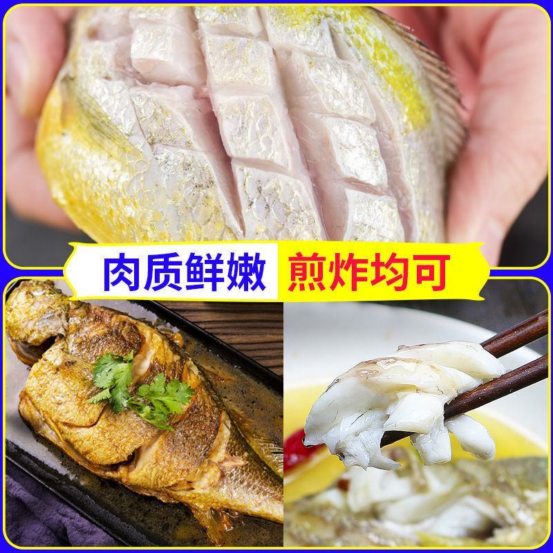 海捕大黄花鱼新鲜海鱼冷冻大深海黄花鱼青岛5斤包邮