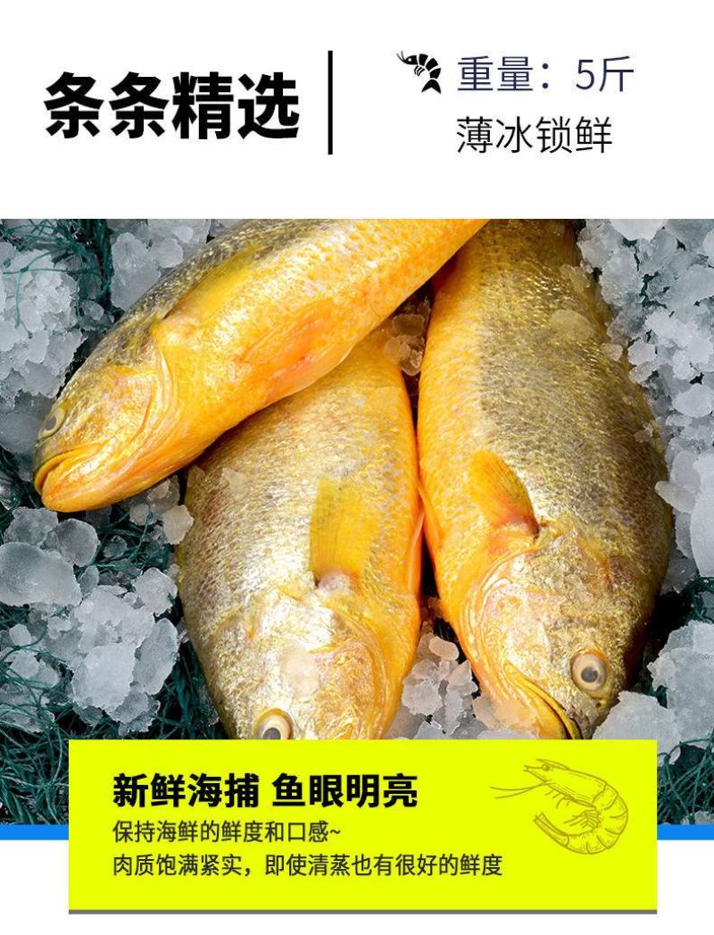 海捕大黄花鱼新鲜海鱼冷冻大深海黄花鱼青岛5斤包邮