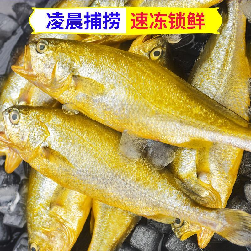 海捕大黄花鱼新鲜海鱼冷冻大深海黄花鱼青岛5斤包邮