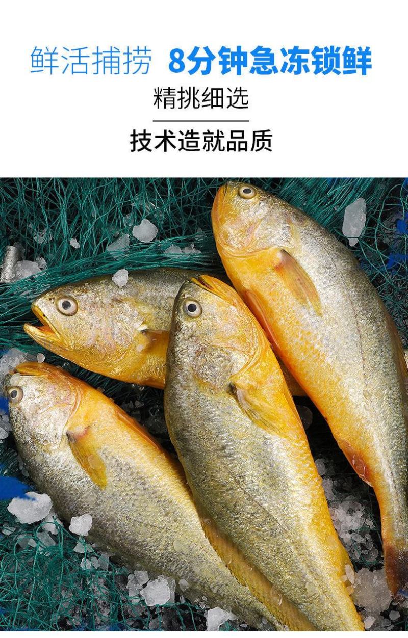 海捕大黄花鱼新鲜海鱼冷冻大深海黄花鱼青岛5斤包邮
