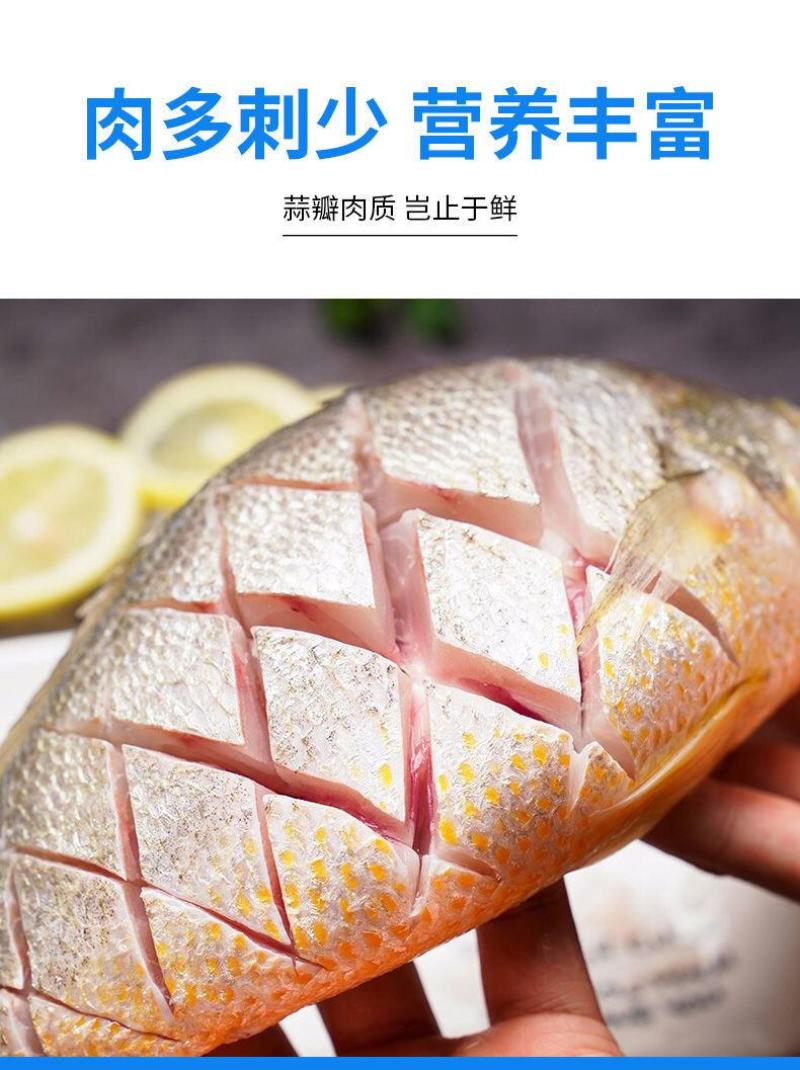 海捕大黄花鱼新鲜海鱼冷冻大深海黄花鱼青岛5斤包邮