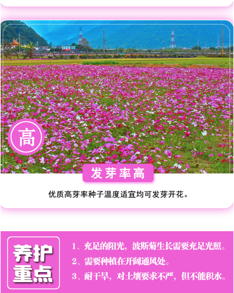 格桑花种子波斯菊种子四季草花籽孑盆栽庭院种植花海组合打造