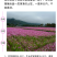 格桑花种子波斯菊种子四季草花籽孑盆栽庭院种植花海组合打造