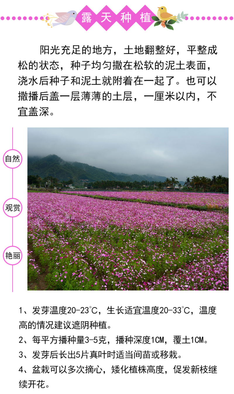 格桑花种子波斯菊种子四季草花籽孑盆栽庭院种植花海组合打造