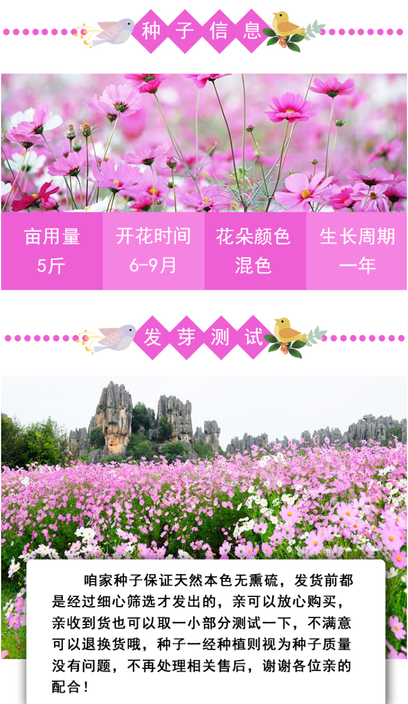 格桑花种子波斯菊种子四季草花籽孑盆栽庭院种植花海组合打造