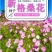 格桑花种子波斯菊种子四季草花籽孑盆栽庭院种植花海组合打造