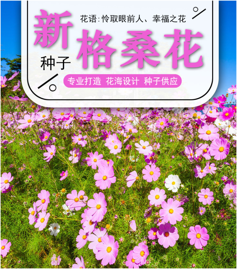 格桑花种子波斯菊种子四季草花籽孑盆栽庭院种植花海组合打造