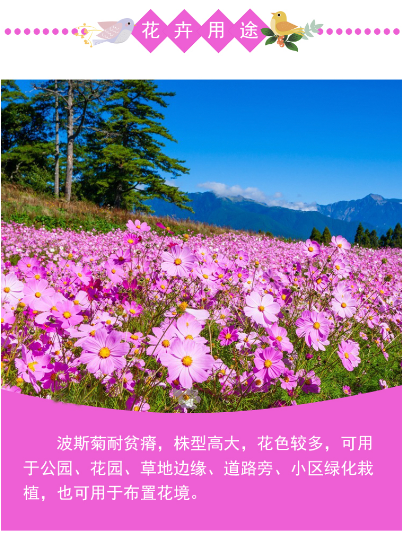 格桑花种子波斯菊种子四季草花籽孑盆栽庭院种植花海组合打造