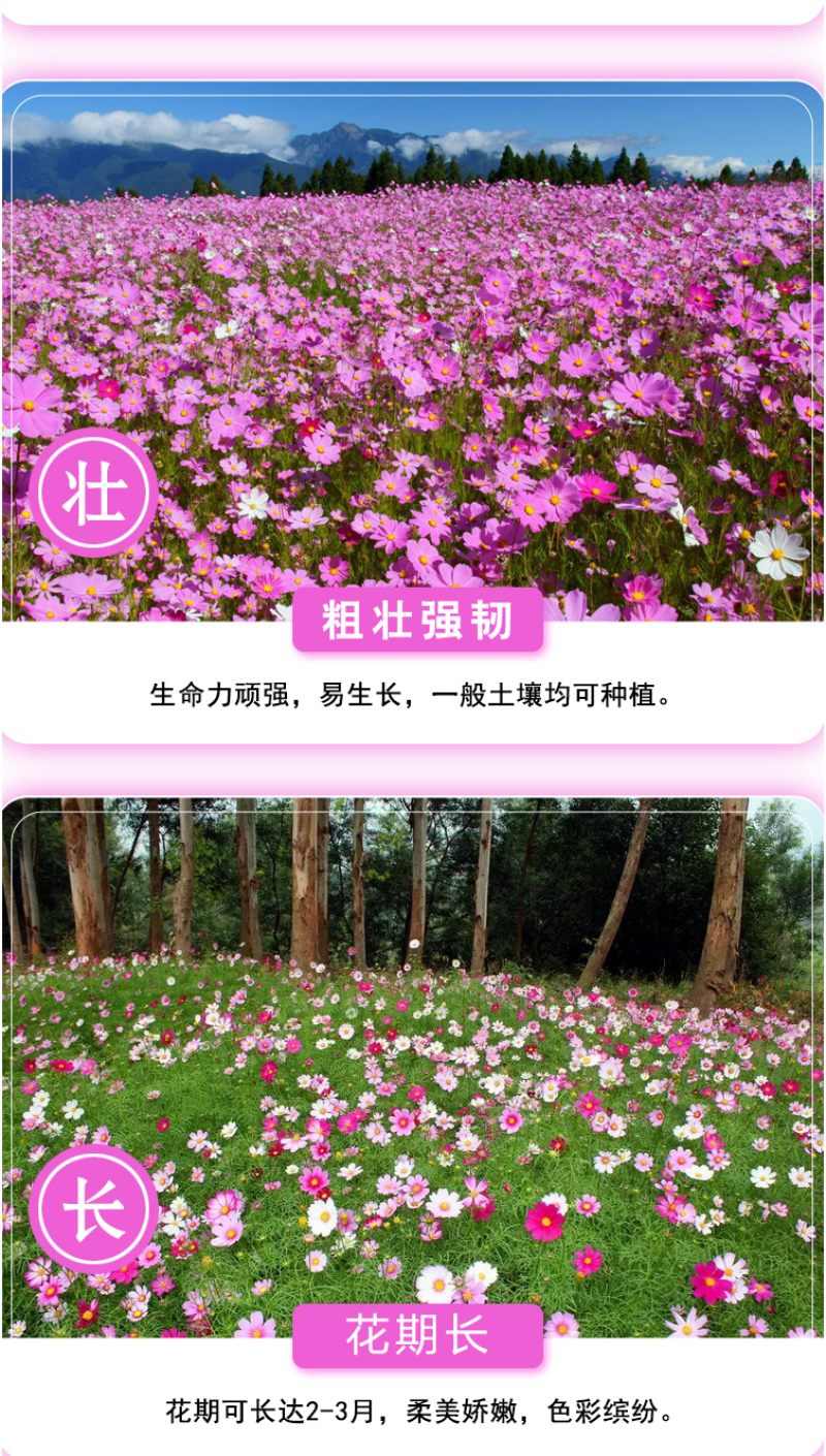 格桑花种子波斯菊种子四季草花籽孑盆栽庭院种植花海组合打造