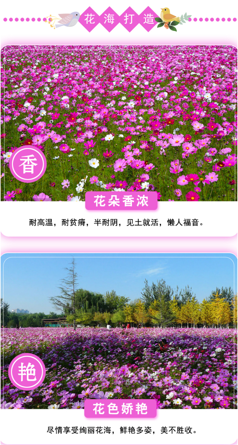 格桑花种子波斯菊种子四季草花籽孑盆栽庭院种植花海组合打造