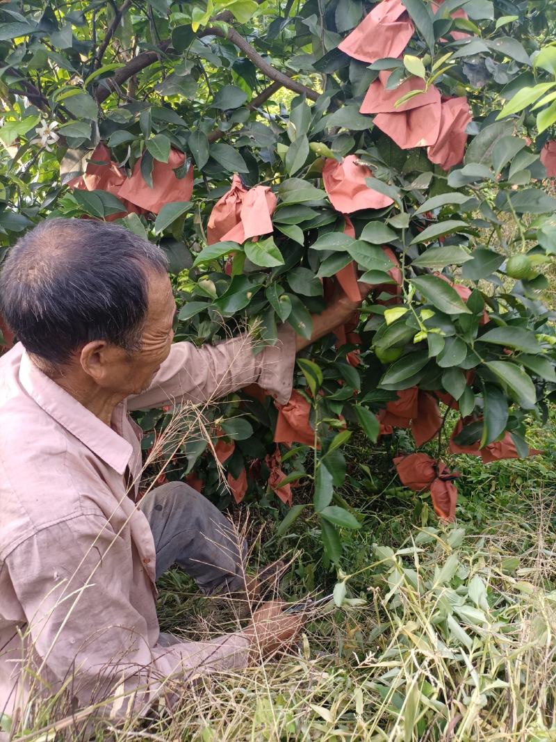 宜宾优力克柠檬，自家果园新鲜柠檬一级果