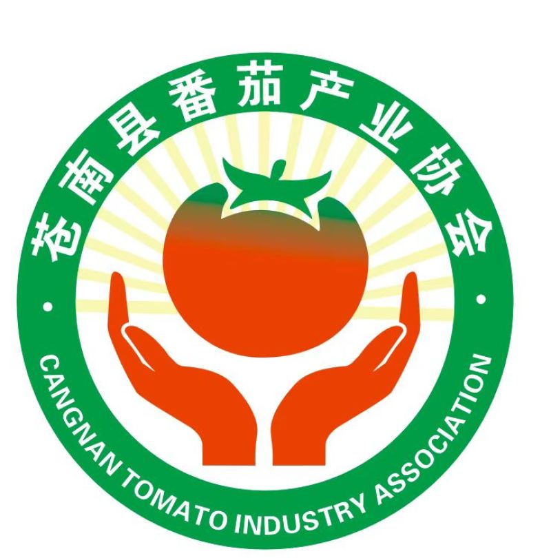 温州小果电商货西红柿精品西红柿份上市销售，产品质量上乘