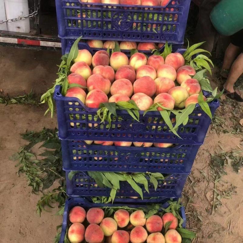 红桃