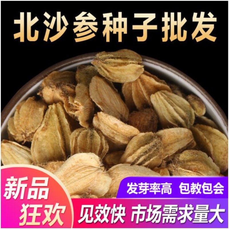 北沙参种籽散装中药材沙参籽种植苗南北沙参种子苗盆栽春季秋