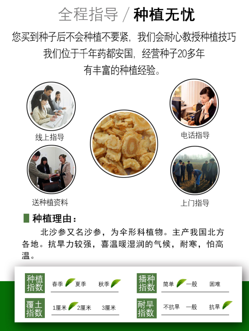 北沙参种籽散装中药材沙参籽种植苗南北沙参种子苗盆栽春季秋