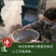 北沙参种籽散装中药材沙参籽种植苗南北沙参种子苗盆栽春季秋