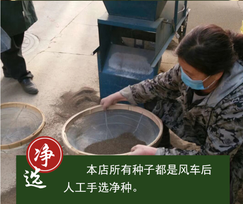 北沙参种籽散装中药材沙参籽种植苗南北沙参种子苗盆栽春季秋