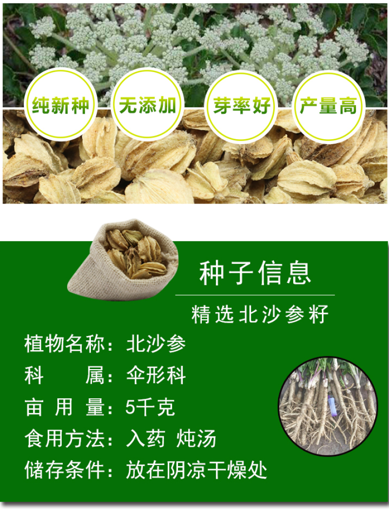 北沙参种籽散装中药材沙参籽种植苗南北沙参种子苗盆栽春季秋