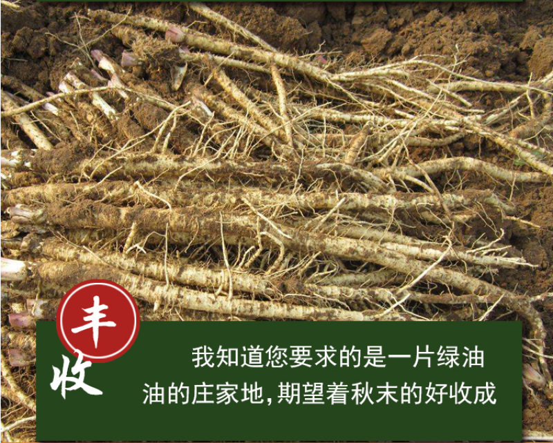 北沙参种籽散装中药材沙参籽种植苗南北沙参种子苗盆栽春季秋