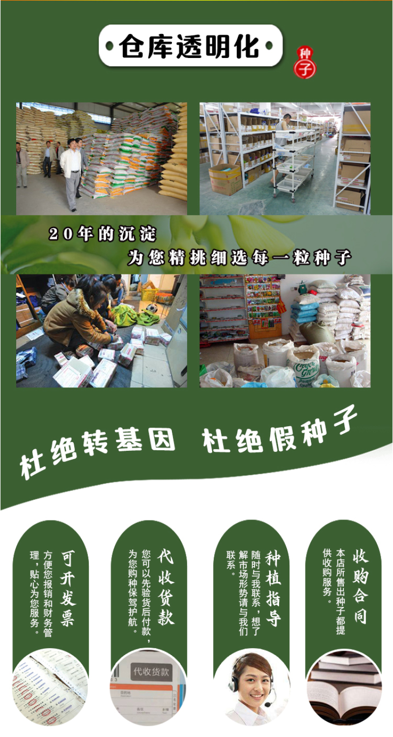北沙参种籽散装中药材沙参籽种植苗南北沙参种子苗盆栽春季秋