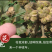 北沙参种籽散装中药材沙参籽种植苗南北沙参种子苗盆栽春季秋