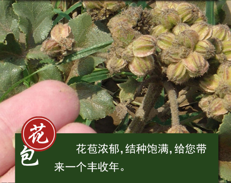北沙参种籽散装中药材沙参籽种植苗南北沙参种子苗盆栽春季秋