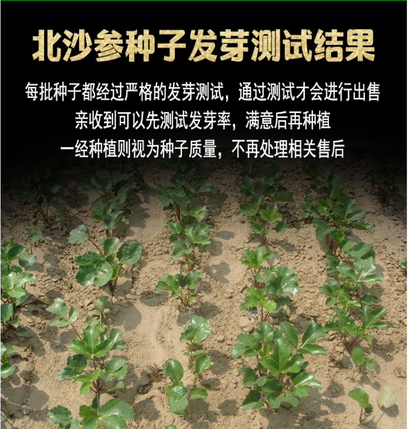 北沙参种籽散装中药材沙参籽种植苗南北沙参种子苗盆栽春季秋