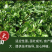 北沙参种籽散装中药材沙参籽种植苗南北沙参种子苗盆栽春季秋