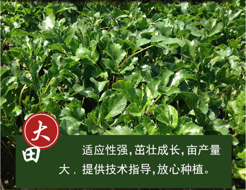 北沙参种籽散装中药材沙参籽种植苗南北沙参种子苗盆栽春季秋