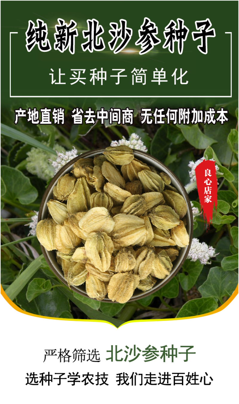 北沙参种籽散装中药材沙参籽种植苗南北沙参种子苗盆栽春季秋