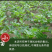 北沙参种籽散装中药材沙参籽种植苗南北沙参种子苗盆栽春季秋