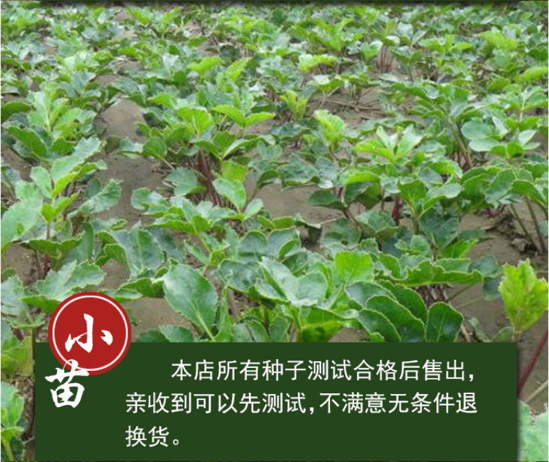 北沙参种籽散装中药材沙参籽种植苗南北沙参种子苗盆栽春季秋