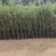 苹果苗云南红露鲁丽华硕红富士苹果袋装苗欢迎来电