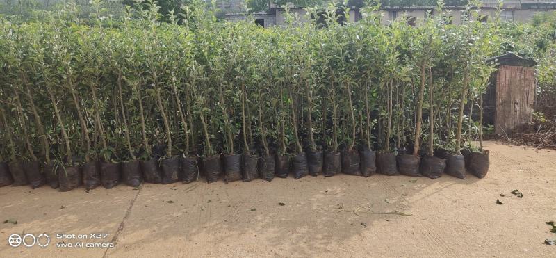 苹果苗云南红露鲁丽华硕红富士苹果袋装苗欢迎来电