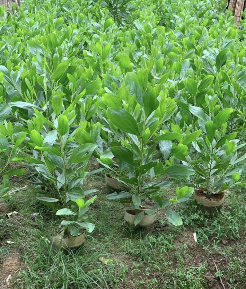 大量出售各种规格的马占相思有须联系我价格优惠