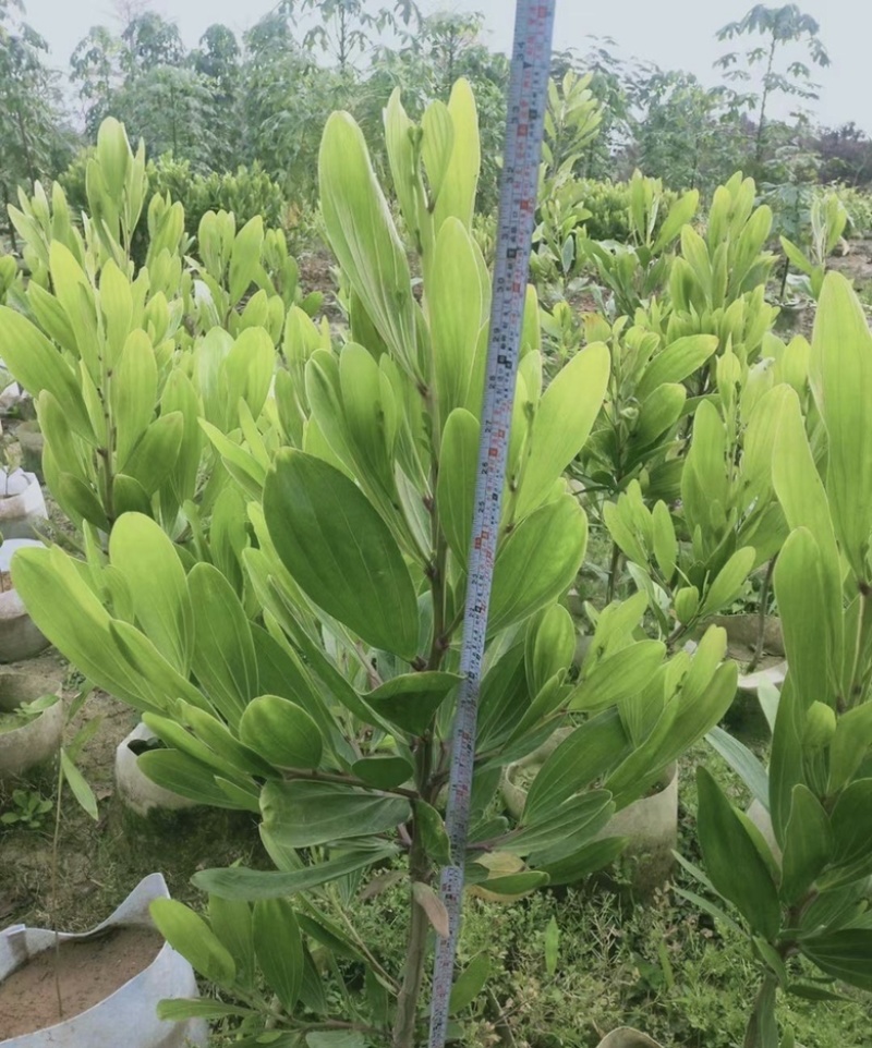 大量出售各种规格的马占相思有须联系我价格优惠