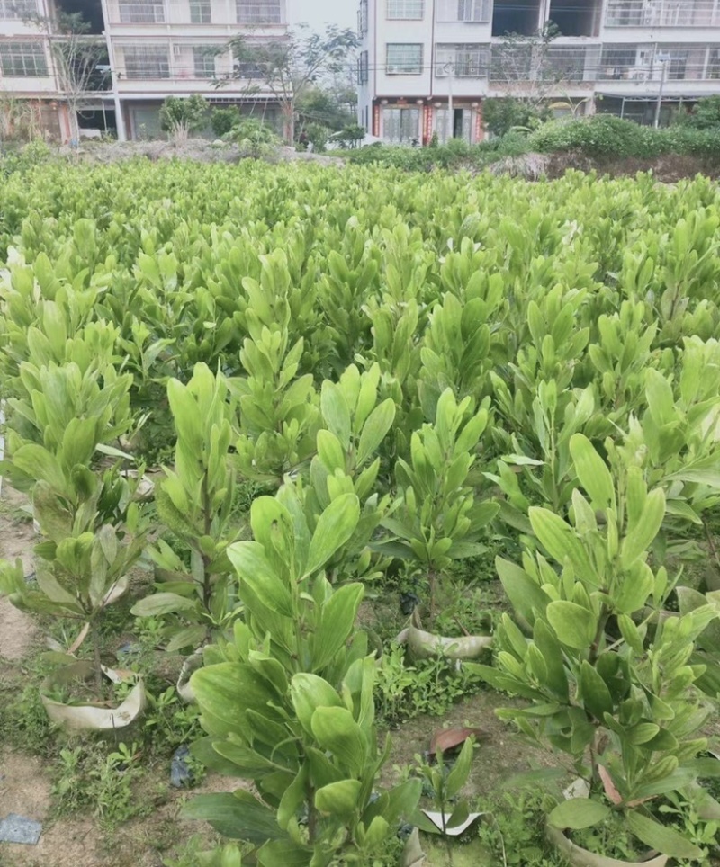 大量出售各种规格的马占相思有须联系我价格优惠