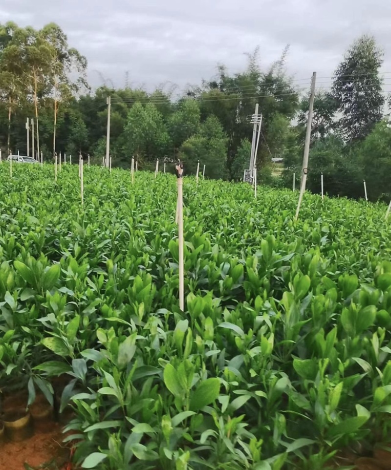 大量出售各种规格的马占相思有须联系我价格优惠