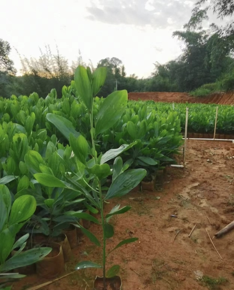 大量出售各种规格的马占相思有须联系我价格优惠