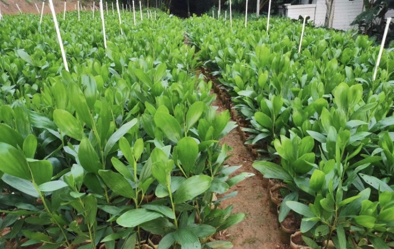 大量出售各种规格的马占相思有须联系我价格优惠