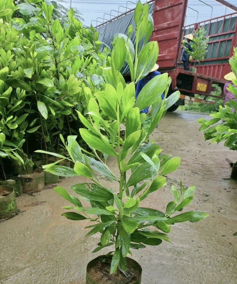 大量出售各种规格的马占相思有须联系我价格优惠