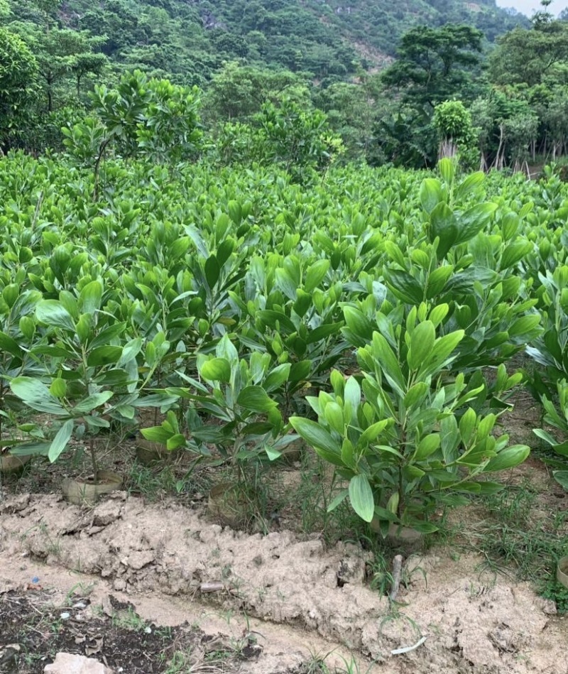大量出售各种规格的马占相思有须联系我价格优惠